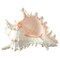 Murex Ramosus Shell Real Murex Sea Shell Large 7-9 inches Large Sea Shells for Decorating